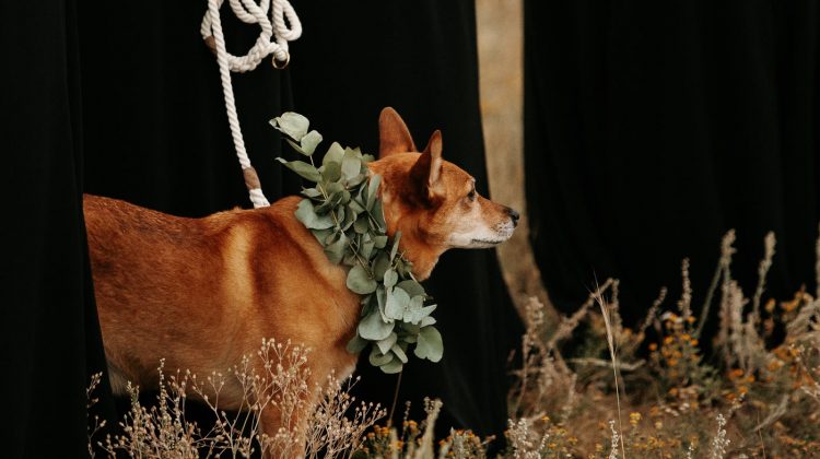 5 Tips for Including Your Dog in Your Wedding